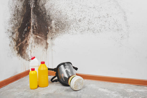 Best HVAC Mold Remediation in The Homesteads, TX