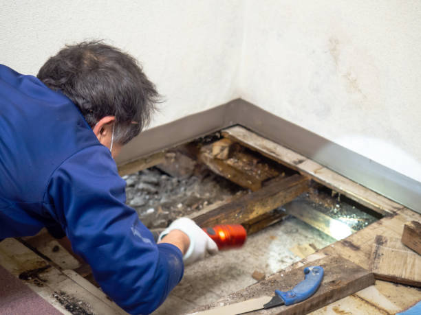 Best Basement Mold Remediation in The Homesteads, TX