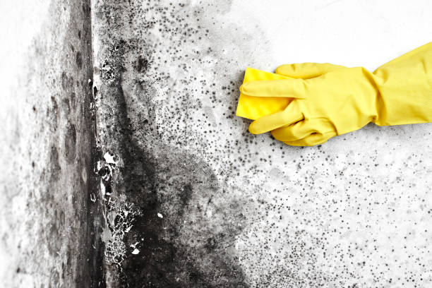 Best Residential Mold Remediation in The Homesteads, TX