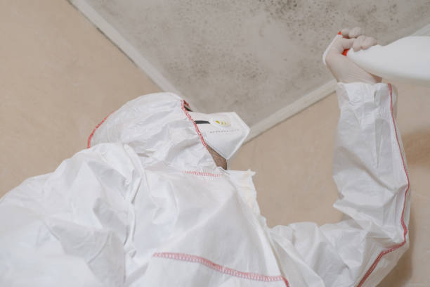 Best Mold Remediation for Schools in The Homesteads, TX