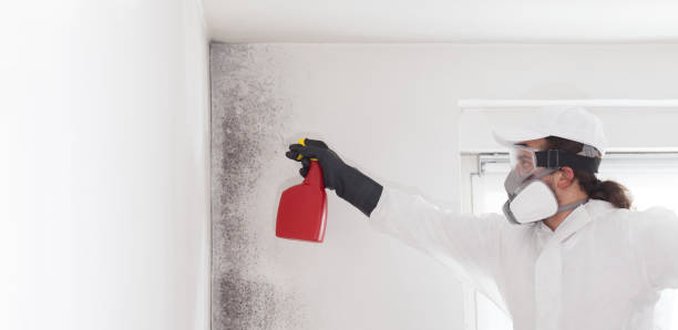 Best Mold Remediation for Specific Building Types in The Homesteads, TX