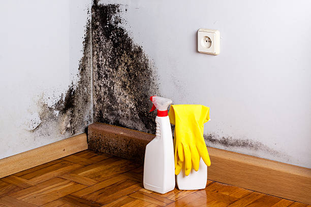 Best Bathroom Mold Remediation in The Homesteads, TX