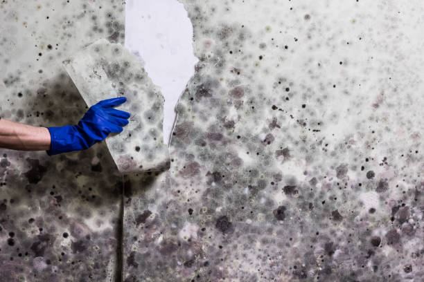 Best Industrial Mold Remediation in The Homesteads, TX
