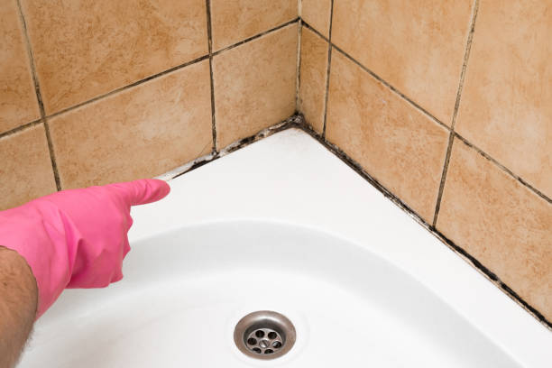 Best HVAC Mold Remediation in The Homesteads, TX